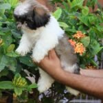 كلب شيه تزو للبيع في الإمارات