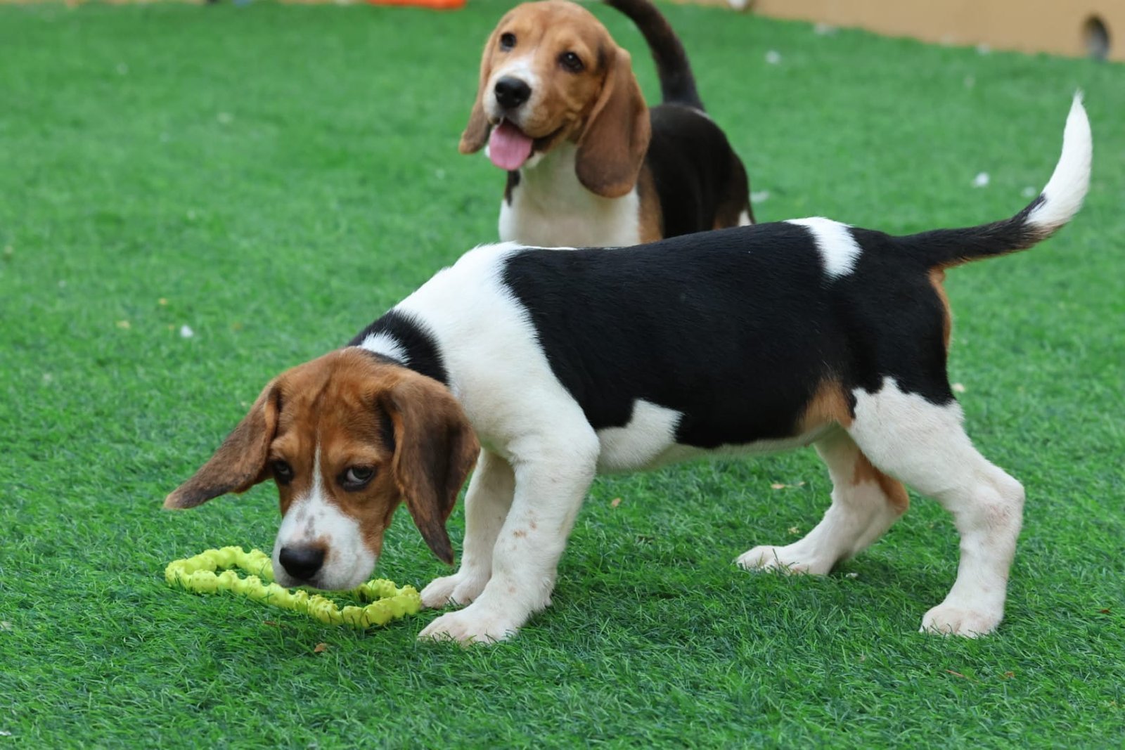 2025_07_05_02_59_IMG_9384.jpg Beagle Puppy for Sale in UAE - Image 1