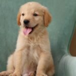 Golden Retriever Puppy for Sale in UAE