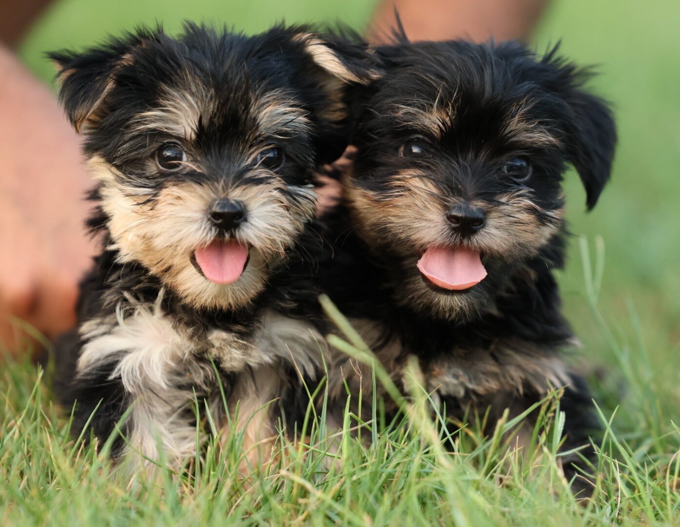 2025_07_17_04_49_IMG_0084-e1752840470582.jpg Yorkshire Terrier Puppy for Sale in UAE - Image 1