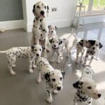 Dalmatian Puppy for Sale in UAE