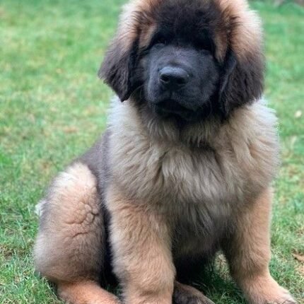 Leonberger puppy for sale in UAE
