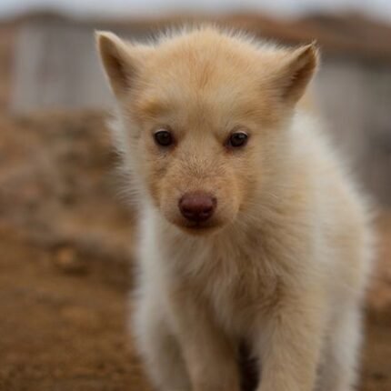 Greenland puppy for sale in UAE