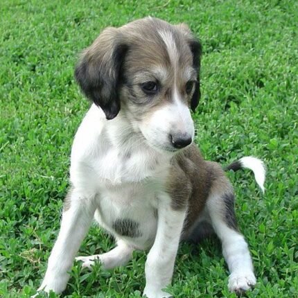 Saluki puppy for sale in UAE