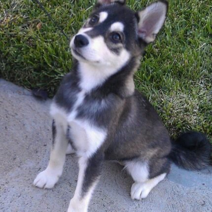 Alaskan Klee Kai puppy for sale in UAE