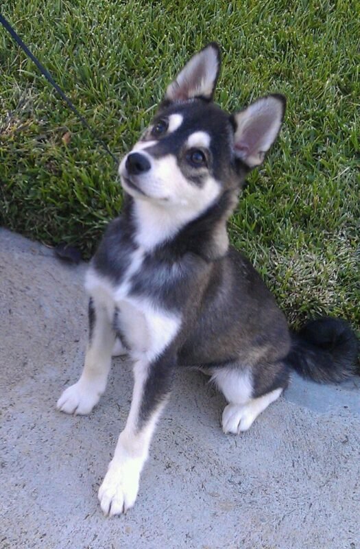 Alaskan Klee Kai puppy for sale in UAE