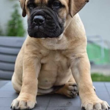 Bullmastiff puppy for sale in UAE