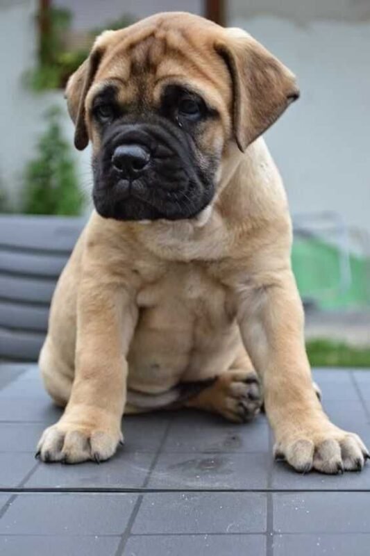 Bullmastiff puppy for sale in UAE