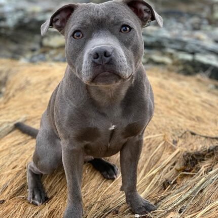 Staffordshire Bull Terrier puppy for sale in UAE