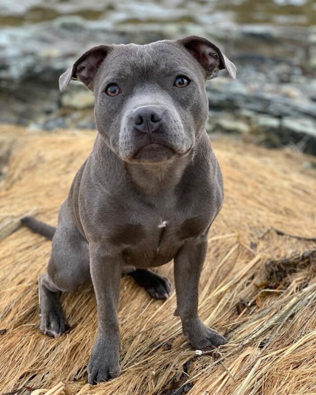 Staffordshire Bull Terrier puppy for sale in UAE