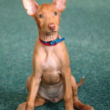 Pharaoh Hound puppy for sale in UAE