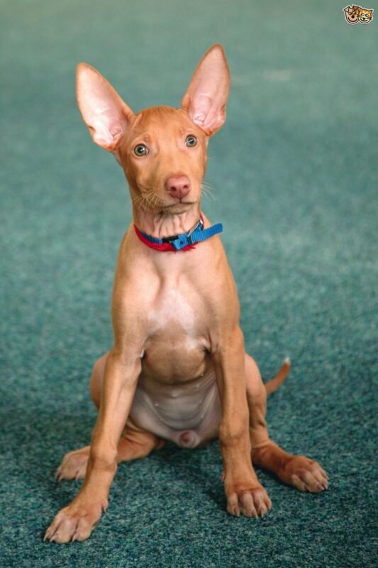 Pharaoh Hound puppy for sale in UAE