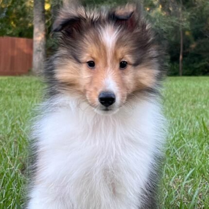 Shetland Sheepdog for sale in UAE