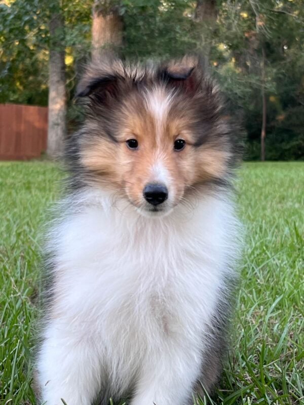 Shetland Sheepdog for sale in UAE