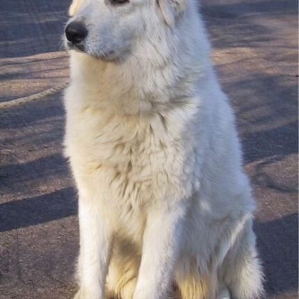 Maremma Sheepdog for sale in UAE