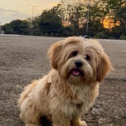 Lhasa Apso puppy for sale in UAE