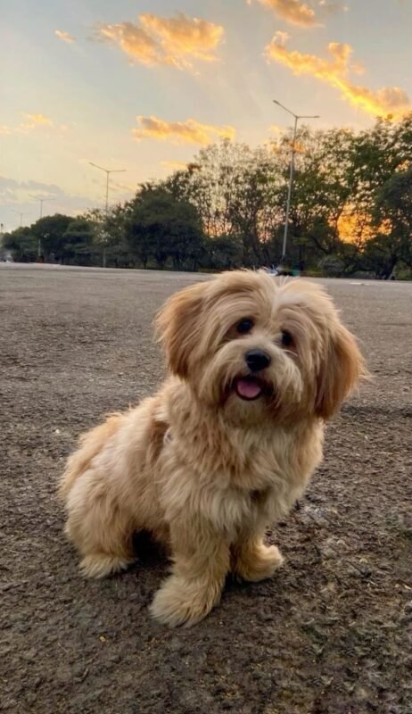 Lhasa Apso puppy for sale in UAE