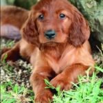 Irish Setter puppy for sale in UAE