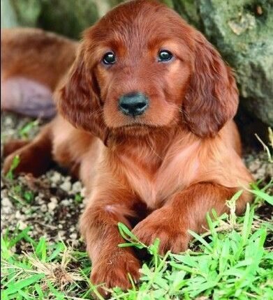 Irish Setter puppy for sale in UAE