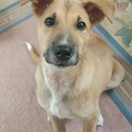 Indian Pariah puppy for sale in UAE