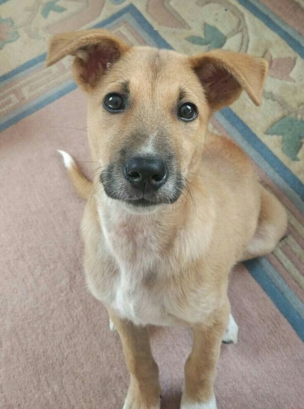 Indian Pariah puppy for sale in UAE