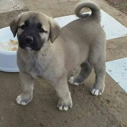Kangal puppy for sale in UAE