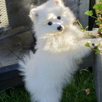 Japanese Spitz puppy for sale in UAE