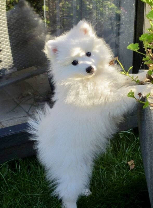 Japanese Spitz puppy for sale in UAE