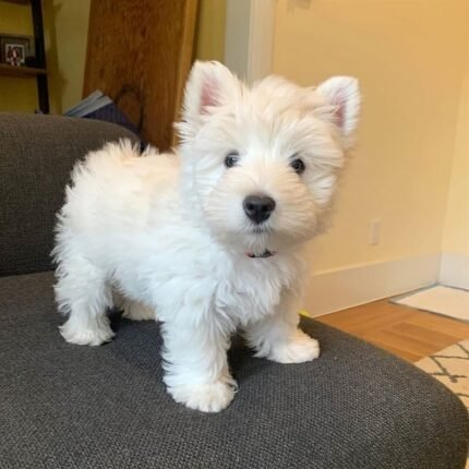 West Highland White Terrier puppy for sale in UAE