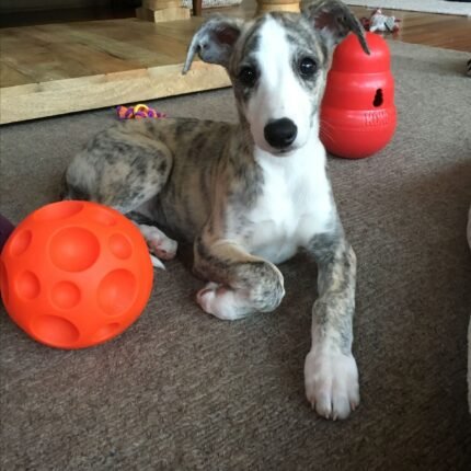 Whippet puppy for sale in UAE