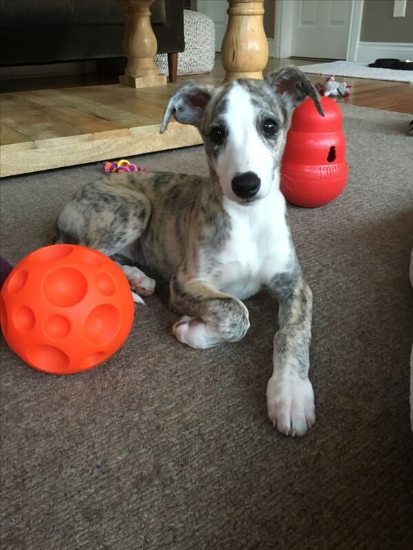 Whippet puppy for sale in UAE