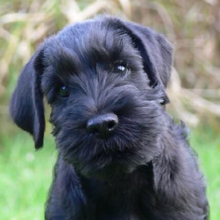 Standard Schnauzer for sale in UAE
