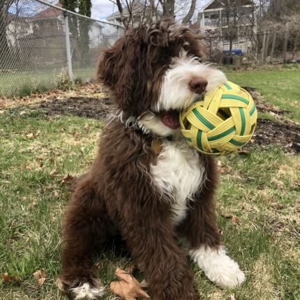 Portuguese Water puppy for sale in UAE