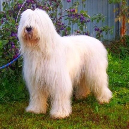 South Russian Ovcharka puppy for sale in UAE