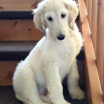 Borzoi puppy for sale in UAE
