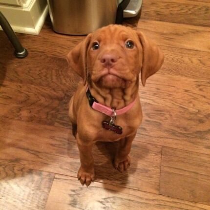 Vizsla puppy for sale in UAE