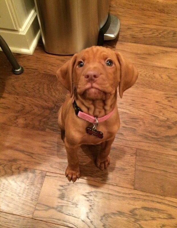 Vizsla puppy for sale in UAE