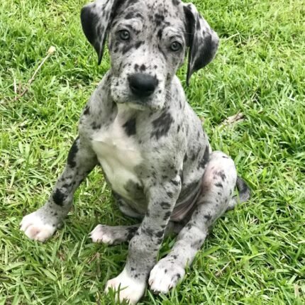 Great Dane puppy for sale in UAE