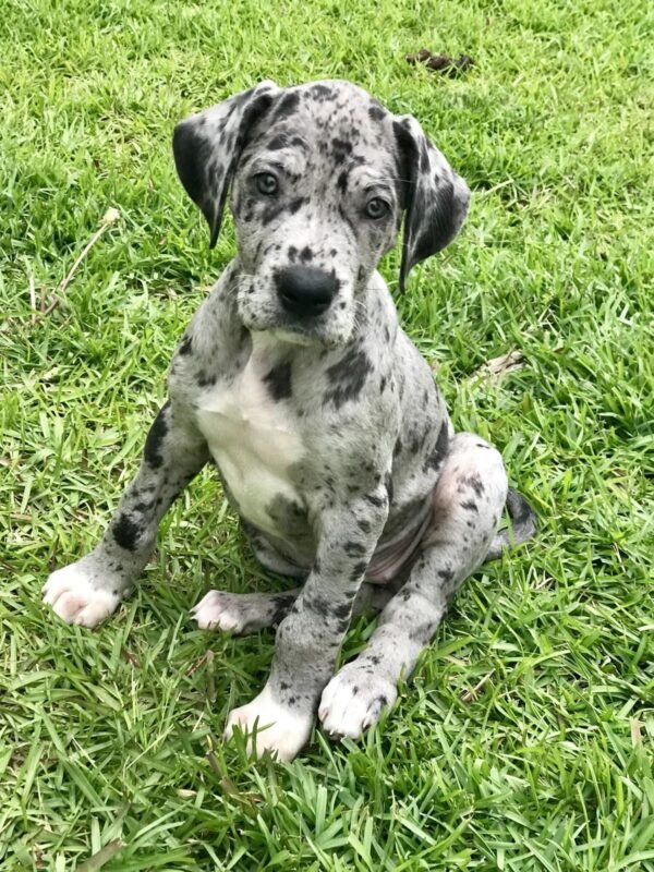 Great Dane puppy for sale in UAE