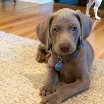 Weimaraner puppy for sale in UAE