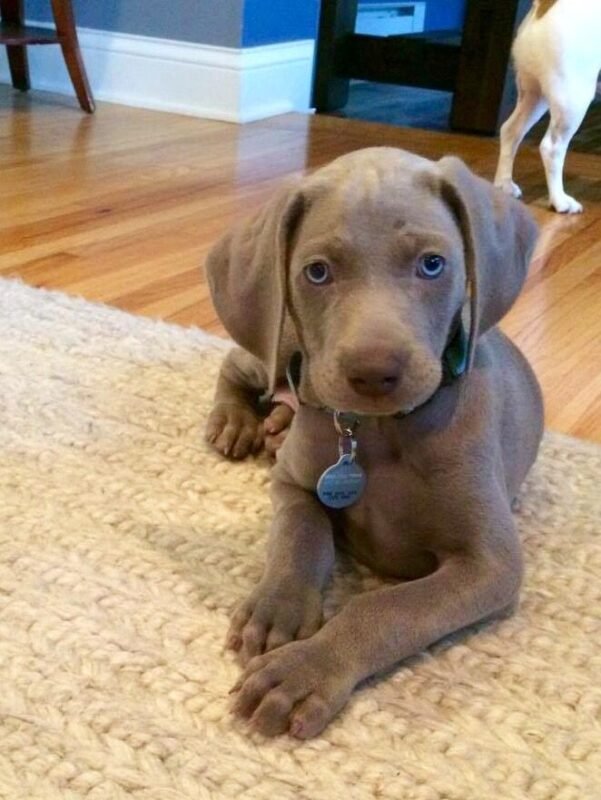 Weimaraner puppy for sale in UAE