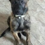 Dutch Shepherd puppy for sale in UAE