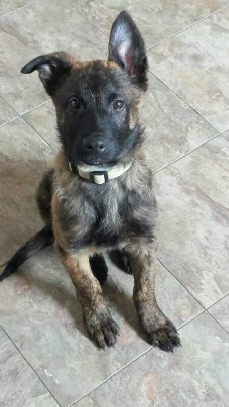 Dutch Shepherd puppy for sale in UAE