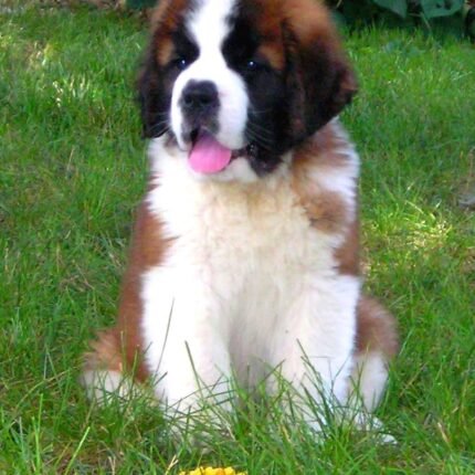 Saint Bernard puppy for sale in UAE