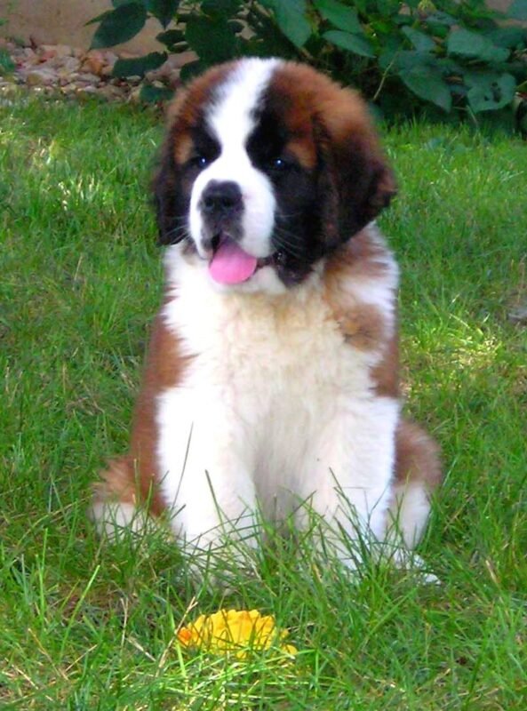Saint Bernard puppy for sale in UAE