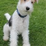 Fox Terrier puppy for sale in UAE
