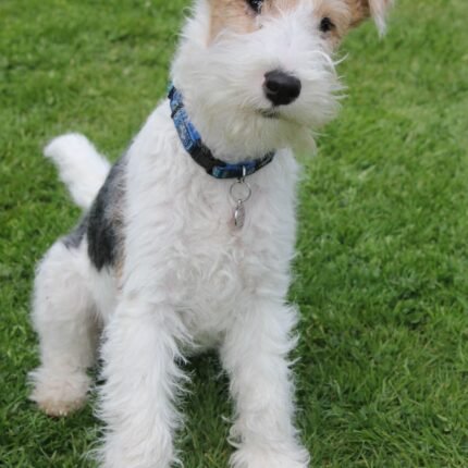 Fox Terrier puppy for sale in UAE