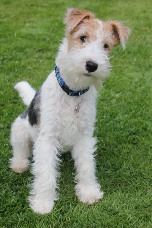 Fox Terrier puppy for sale in UAE
