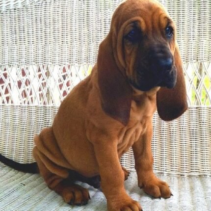 Bloodhound puppy for sale in UAE