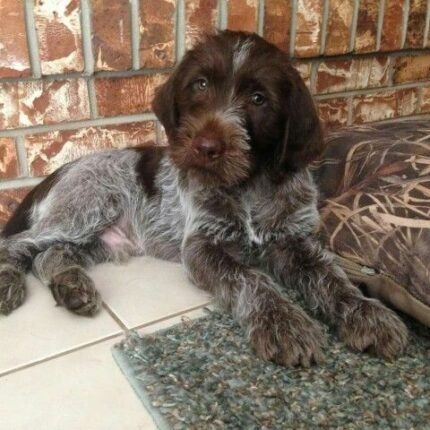 German Wirehaired Pointer for sale in UAE